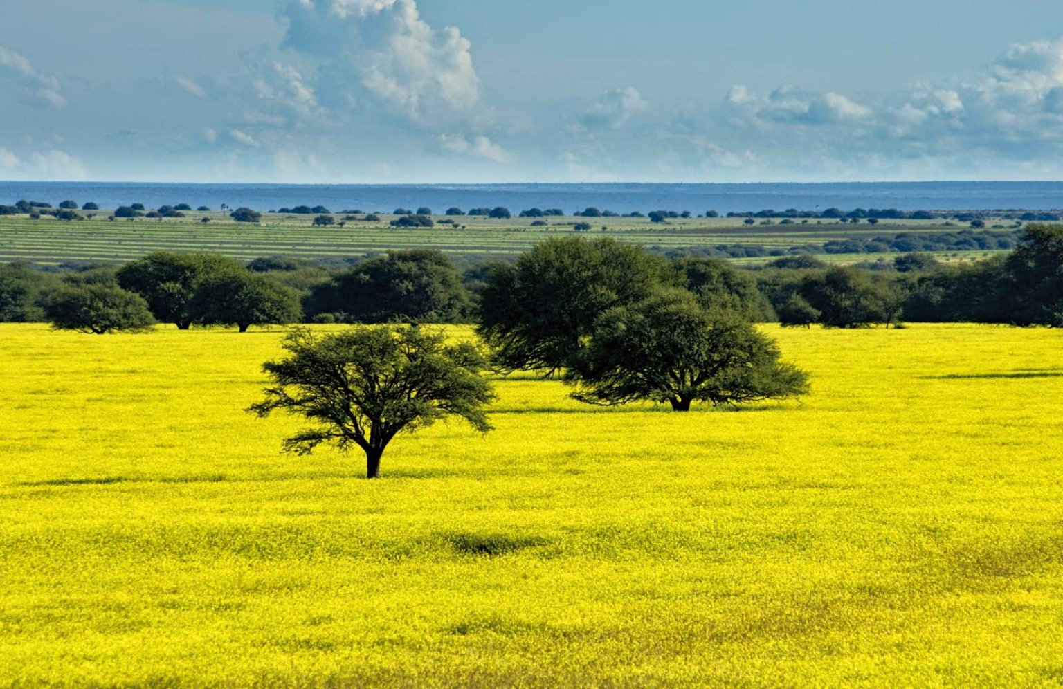 Bioma Pampa: Características, Clima, Solo, Vegetação E Fauna